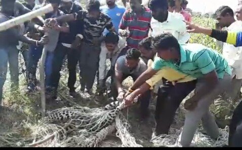 बुलढाणा ज़िला में शिकारी के लगाए जाल में फंसे तेंदुए की मौत | New India Times