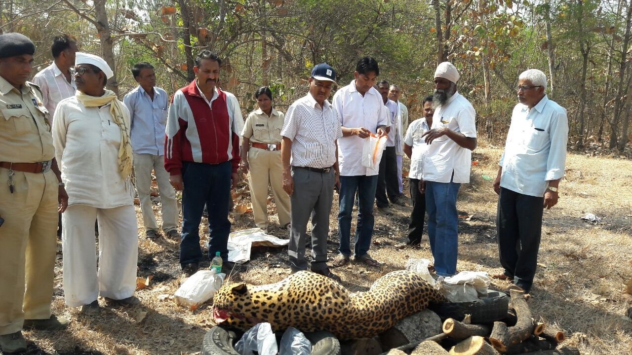 शिकारी के जाल में फंसे तेंदुए की मौत का पोस्टमार्टम रिपोर्ट में हुआ खुलासा, भीड़ की खौफ से तेंदुए की गई जान | New India Times