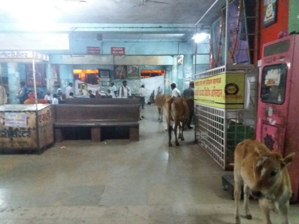 पुसद एस टी बस स्टैंड में आवारा जानवरों का राज; परिवहन व नगर परिषद प्रशासन पर लापरवाही का आरोप | New India Times