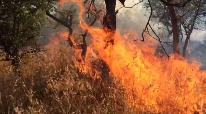 "ज्ञानगंगा अभयारण्य" में लगी भीषण आग, 60 हेक्टर जंगल जलने का अनुमान, खामगांव रेंज की लापरवाही से आग फैलने का आरोप | New India Times