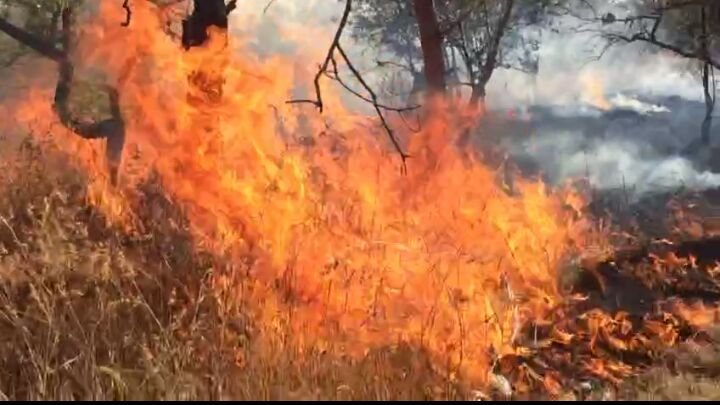 "वन" के रक्षक बन गए भक्षक,  "ज्ञानगंगा अभयारण्य" में आग वन कर्मियों द्वारा लगाने का आरोप | New India Times