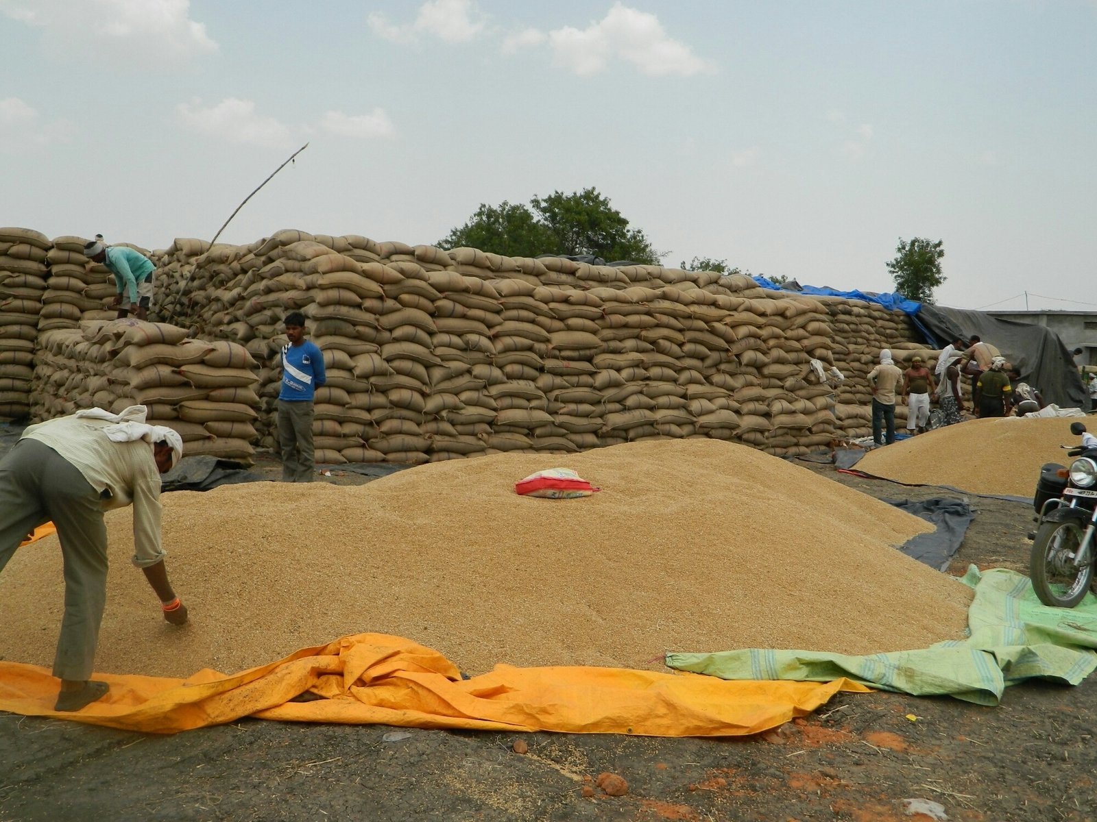 बहराइच जिला के सभी क्रय केन्द्रों पर 1 अप्रैल से प्रारम्भ होगी गेहूं की खरीदी: जिलाधिकारी; शासन द्वारा रबी विपणन वर्ष 2017-18 में मूल्य समर्थन योजना अन्तर्गत 1625 रुपये प्रति कुण्टल गेहूं खरीद दर निर्धारित  | New India Times