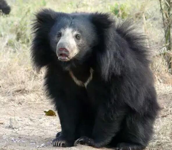 बुलडाणा में आक्रमक भालुओं पर शुरू हो रही है ‘रिसर्च’, सालभर चलेगा संशोधन, अमेरिका से भी आएंगे विशेषज्ञ | New India Times