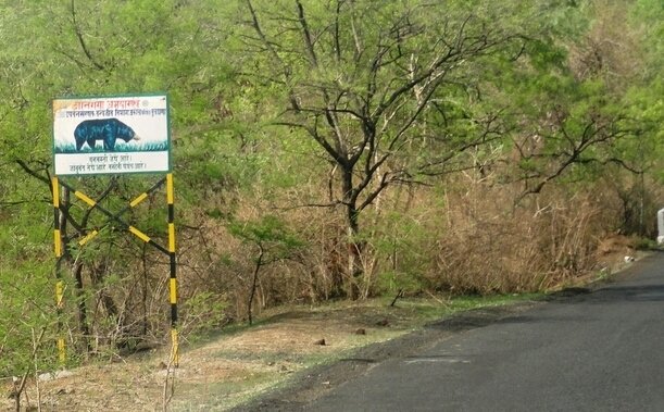 बुलडाणा में आक्रमक भालुओं पर शुरू हो रही है ‘रिसर्च’, सालभर चलेगा संशोधन, अमेरिका से भी आएंगे विशेषज्ञ | New India Times