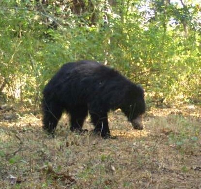 देखना है "भालू" तो चले आओ "ज्ञानगंगा अभयारण्य" में; 10 मई को होगी प्राणी गणना, 30 मचानों की व्यवस्था | New India Times