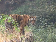 ताड़ोबा जंगल के भीतर एफडीसीएम कर्मचारी का बाघ ने किया शिकार | New India Times