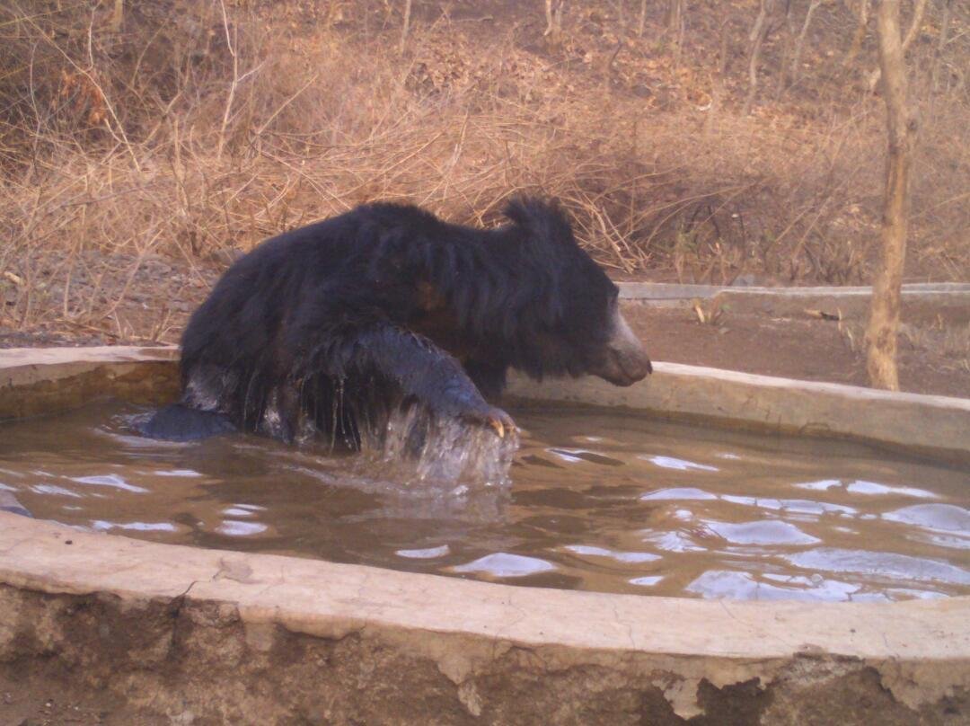 बुद्ध पूर्णिमा की रात देश के सभी बाघ परियोजना एवं संरक्षित जंगलों में वन्य जीवों की हुई गणना | New India Times