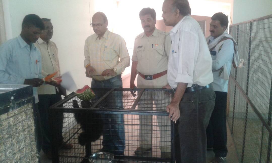 अपनी मां से बिछड़े भालू के शावक को बुलढाणा वनविभाग ने नागपुर के ज़ू में छोड़ा | New India Times