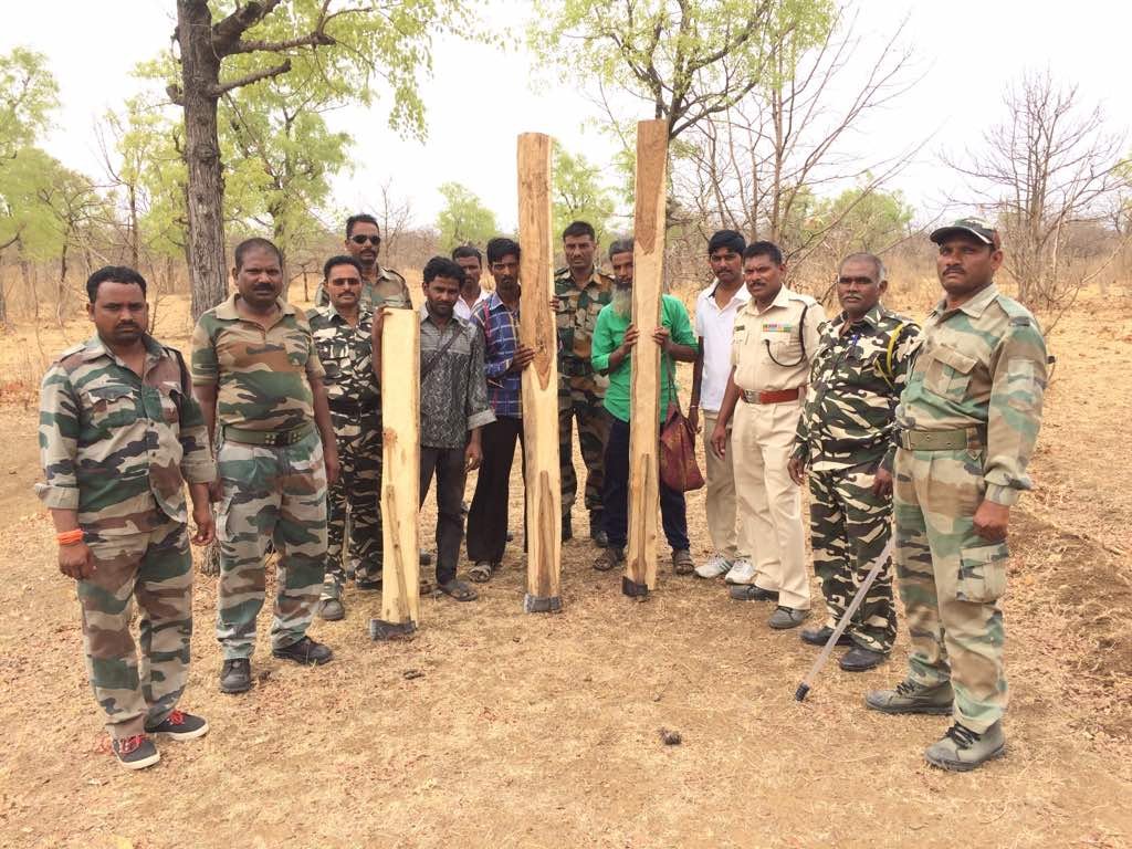 ज्ञानगंगा अभयारण्य में चराई जा रही 164 भेड़-बकरियां जब्त, पशुपालकों में दहशत; सागवान चोर भी पकड़े गये | New India Times