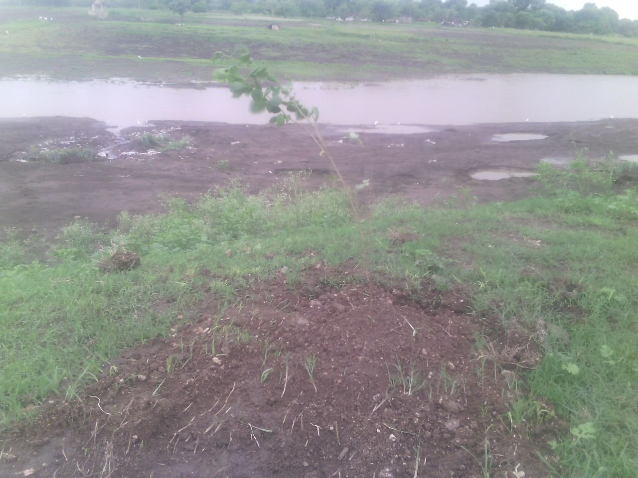 पौधरोपण अभियान में लगाए गए पेडों में से आधे पेड गायब | New India Times