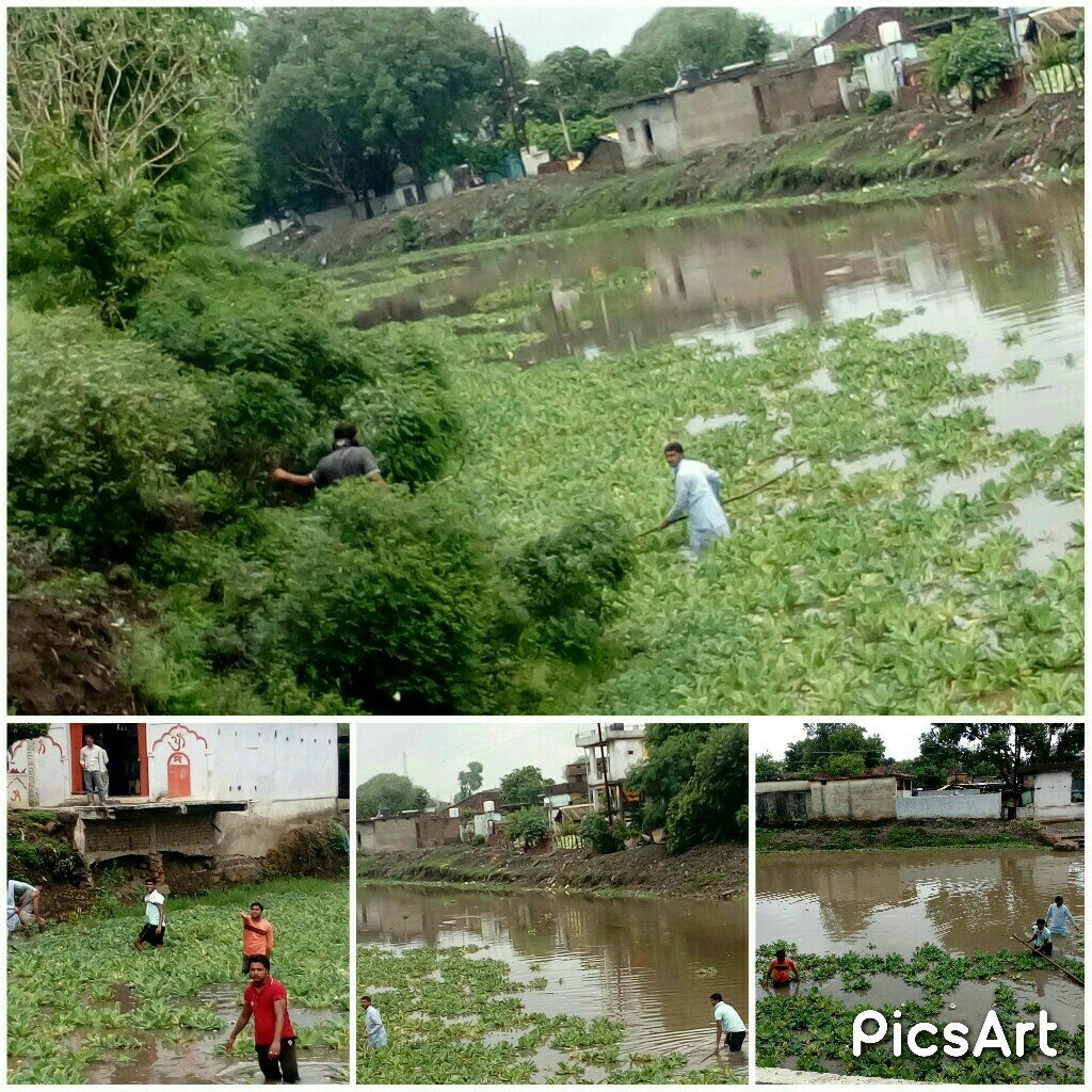 जलकुंभी हटाओ अभियान: तीन दिनों से लगातार जलकुम्भी को हटाने में प्रायसरत हैं देवरी नगरपालिका अध्यक्ष व पार्षद | New India Times