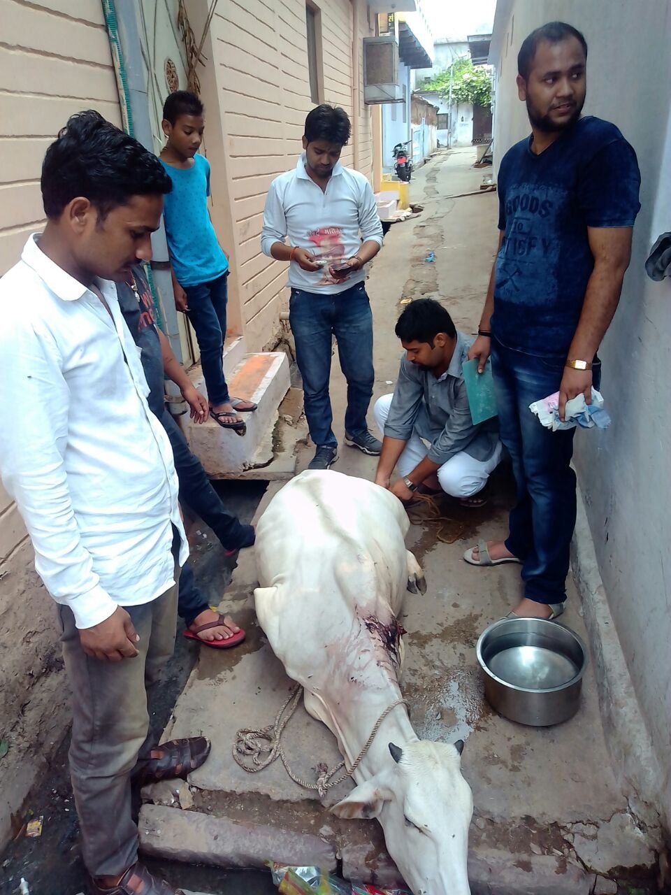 गौमाता जख्मी हालत में घूमती रही मदद को नहीं आया कोई गोरक्षक, NIT संवाददाता अरशद आब्दी ने दोस्त के साथ मिलकर पुलिस की मदद से किया इलाज | New India Times