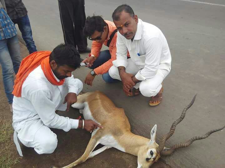 अज्ञात वाहन की टक्कर से हिरण की मौत  | New India Times