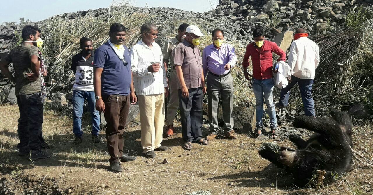 कुएं में गिरे भालू की पानी में डूबने से मौत, वन विभाग ने किया पंचनामा | New India Times