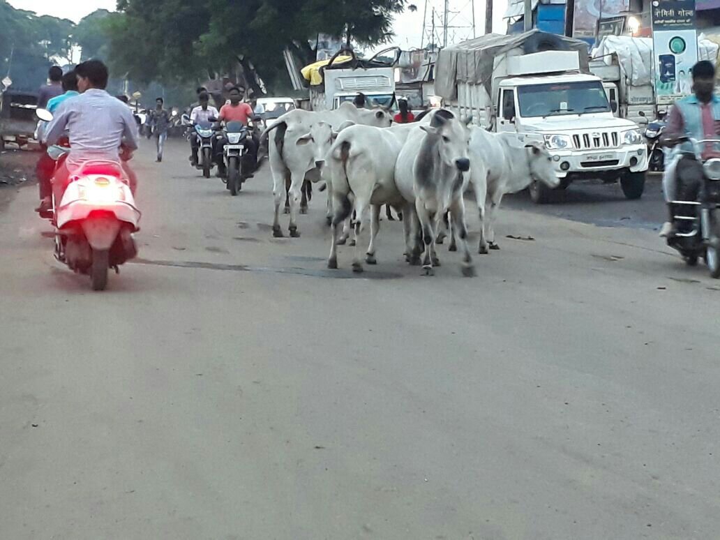 आवारा मवेशियों की धमाचौकड़ी से आम जनता परेशान | New India Times