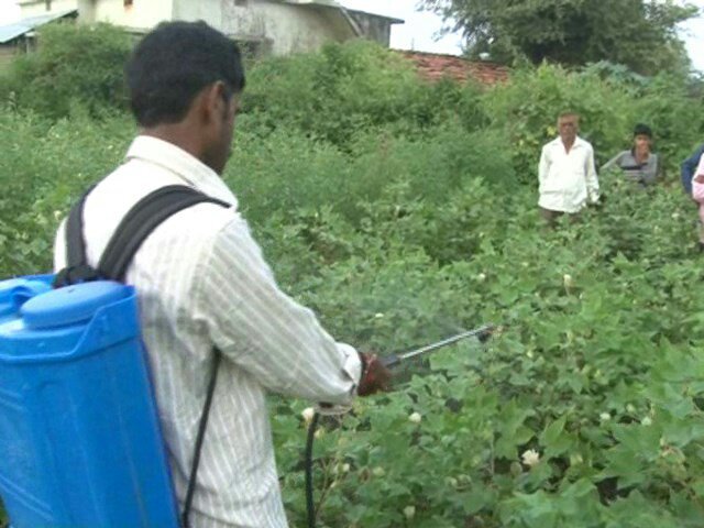 जुलाई से अब तक महाराष्ट्र में कीटनाशक के जहर से 50 से अधिक किसानों की जा चुकी है जान | New India Times