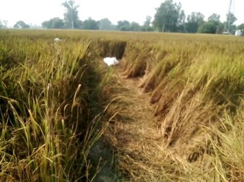 रायबरेली जिला में मजदूर की निर्मम हत्या, धान के खेत में मिली लाश | New India Times