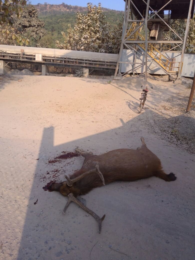 कैमोर एसीसी सीमेंट प्लांट के कन्वेयर बेल्ट की जालियों में फंस कर दो जंगली साभरों की मौत, वन विभाग के अधिकारियों पर मामले को दबाने का आरोप | New India Times