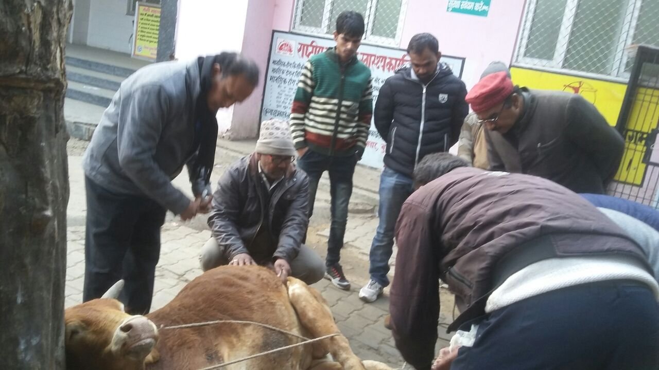 बेजुबानों की सेवा की मिसाल बनी पशु चिकित्सा सचल टीम, घायल जनवरों की चिकित्सा कर योगी सरकार के सपनों को साकार कर रहे हैं पशु चिकित्सक; समाज सेवी व पशु प्रेमी पप्पू किदवई का अरसे से रहा है सक्रिय योगदान | New India Times