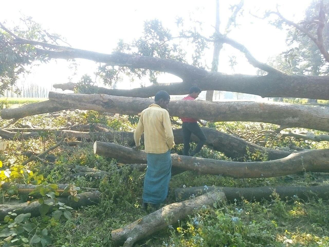 वन विभाग की मिली भगत से पर्यावरण पर चल रहा है आरा | New India Times