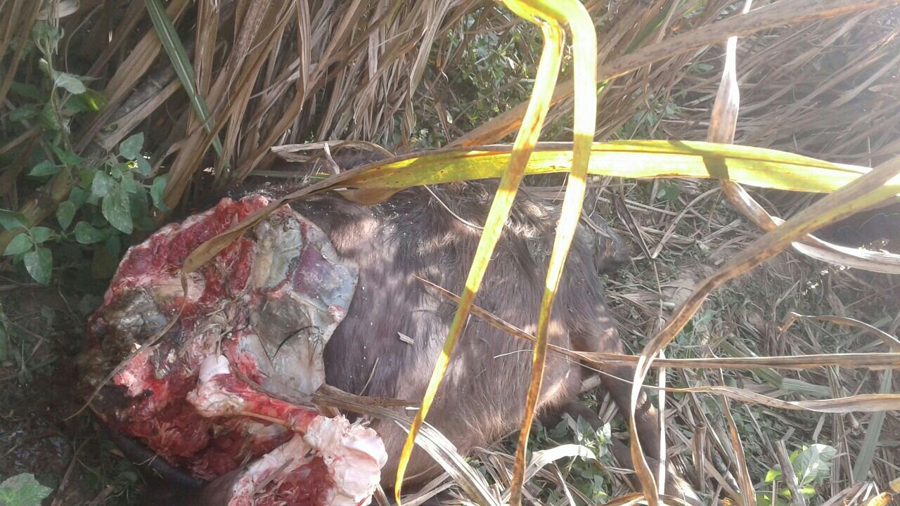 रेंज में चल रही थी बैठक, उधर बाघ ने भैंस को निवाला बना कर अपने अंदाज में वन विभाग को दी सलामी | New India Times