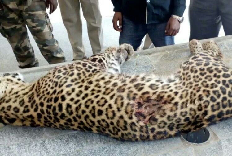 रिहाइशी इलाके में घुसे तेंदुए को पुलिस ने मारी गोली, पुलिस समेत कई लोगों को घायल करने वाले तेंदुए की मौत से नागरिकों ने ली राहत की सांस | New India Times