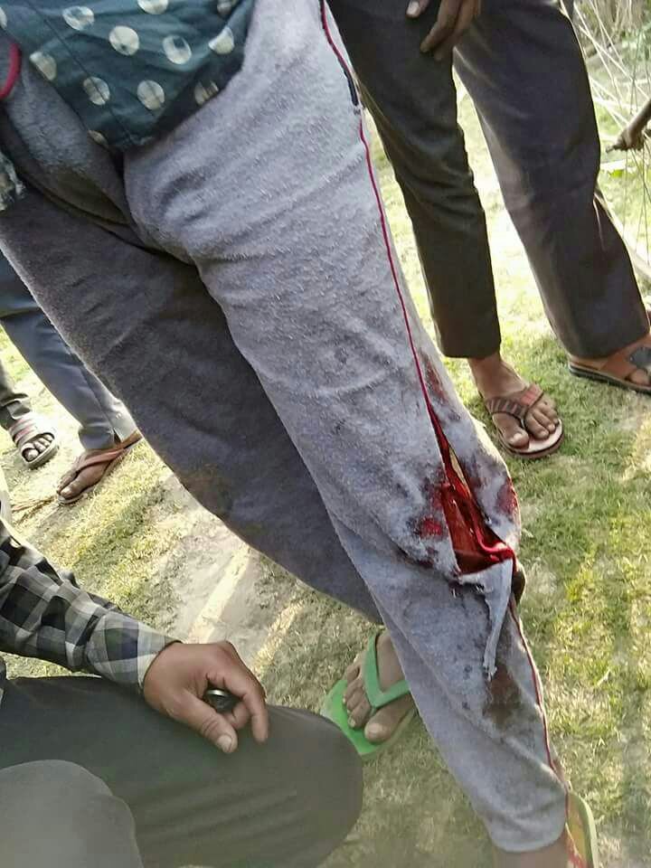 बम्हन पुर ईंट भट्ठे के पास टाइगर ने किया घोडी का शिकार, टाइगर दिखाई दने से इलाके में फैली दहशत | New India Times