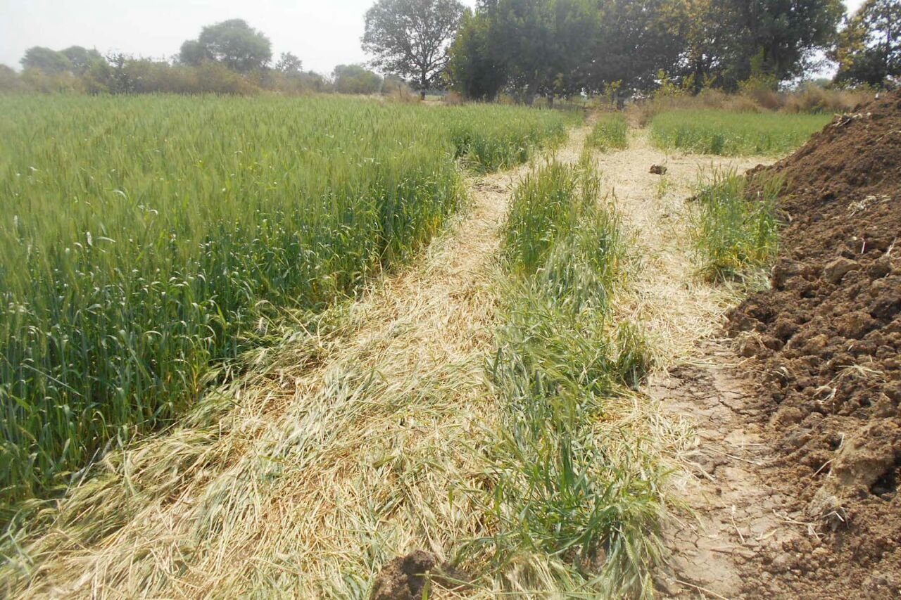 खेत का मुआवजा दिए बिना शासन- प्रशासन ने किसान के हरे भरे खेत को खुदवा कर लगवाया बिजली का टावर, विरोध करने पर किसान को भेजा जेल, पीडित किसान का नहीं सुन रहा है कोई फरियाद | New India Times