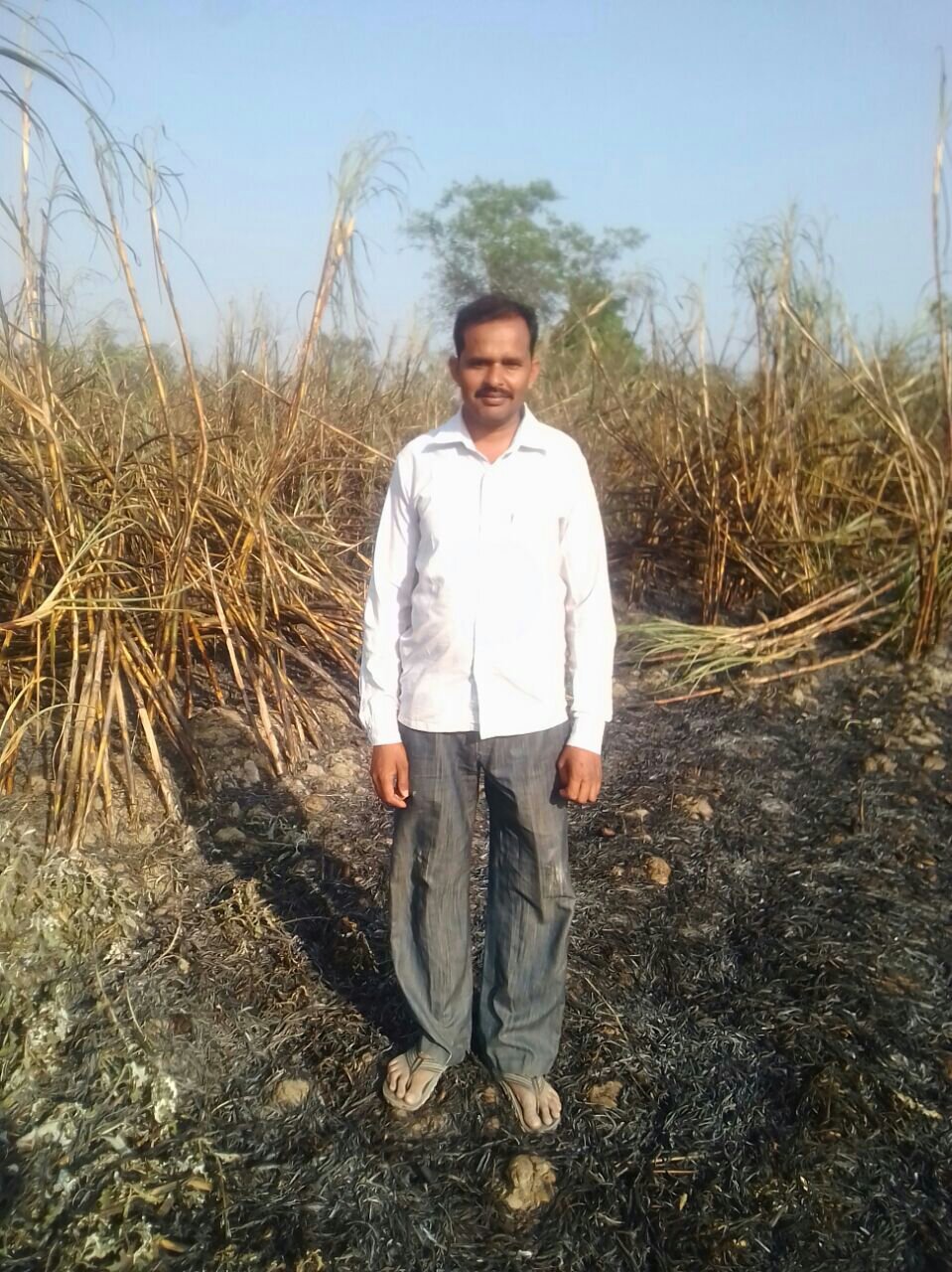 आग लगने से कई बीघा गन्ने की फसल जलकर राख | New India Times