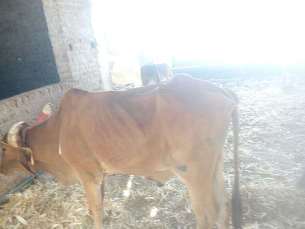 15 प्रतिबंध गोवंश के साथ दो तस्कर ट्रक समेत गिरफ्तार, सोनगीर थाना पुलिस ने की कार्रवाई | New India Times