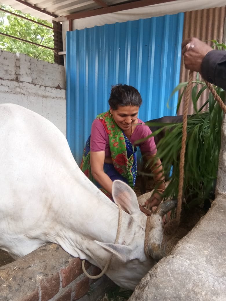 मां हिंगलाज गौशाला में गायों के कानों में लगाया गया आधार जैसा पहचान टैग | New India Times