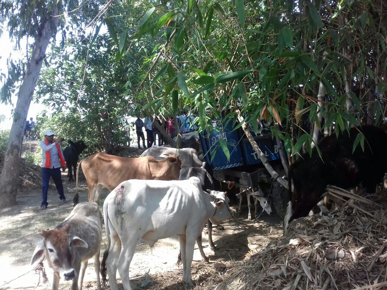 बेसहारा गोवंश: गोवंश से भरी ट्रेक्टर- ट्राली ग्रामीणों ने पकडी, किसानों ने आवारा पशुओं को लेकर योगी सरकार पर लगाया लापरवाही बरतने का आरोप | New India Times
