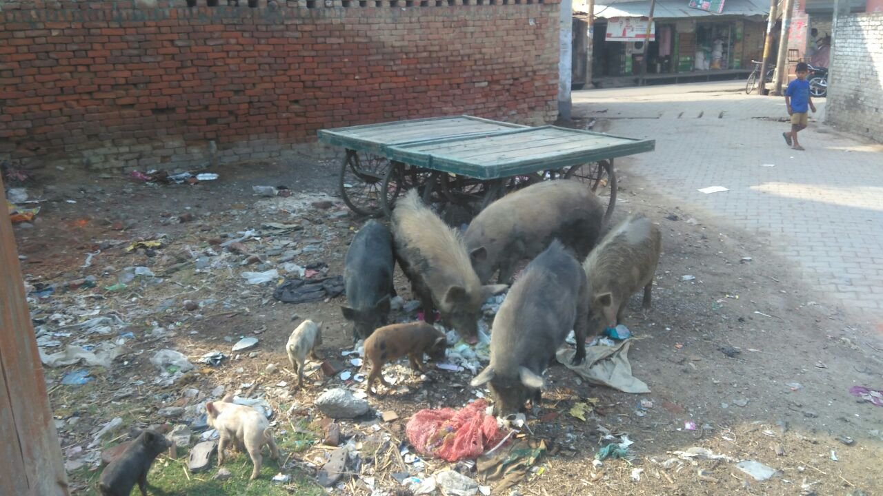 सुअर पालकों पर नगर पालिका की नोटिस का नहीं हुआ कोई असर, शहर में आवारा घूम रहे हैं सुअर | New India Times