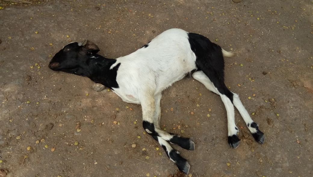 तेंदुए ने किया दो बकरियों का शिकार | New India Times