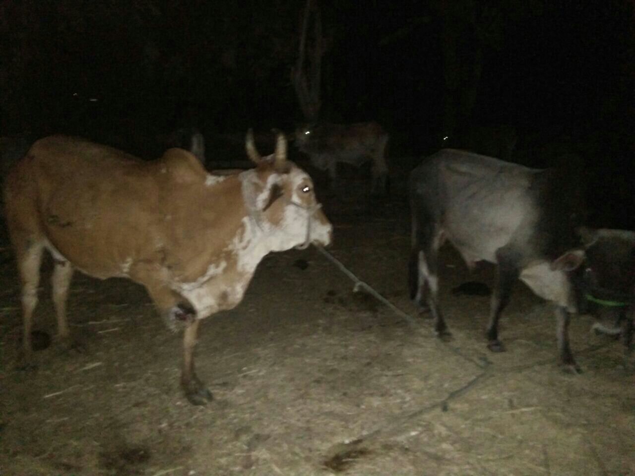 तस्करी के 9 गोवंश समेत जीप बरामद, तस्कर फरार | New India Times