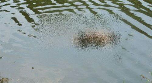 मराठा आरक्षण के लिए जल समाधि आंदोलन के दौरान एक युवक ने नदी में कूदकर दी जान | New India Times