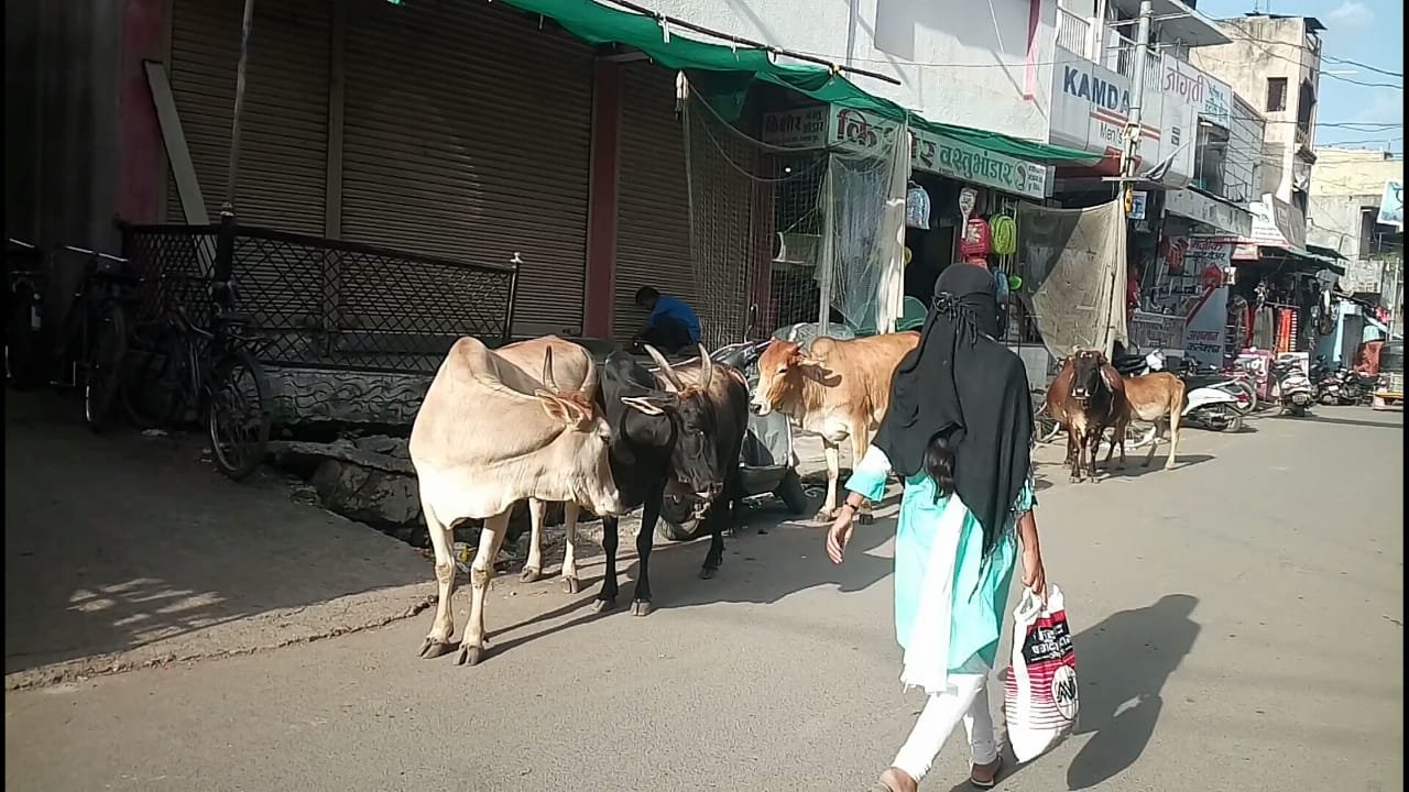 पुसद नगर में आवारा जानवरों ने जमाया रास्तों पर कब्ज़ा, प्रशासन की अंदेखी से हो सकती है बड़ी दुर्घटना | New India Times