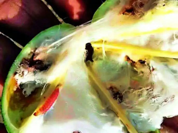 कपास पर इल्लियों की मार राष्ट्रीय आपदा जैसी : सिकंदर शाह | New India Times