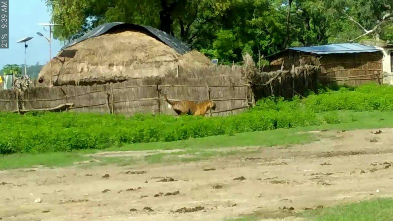 कतर्निया घाट गेरुआ नदी तैर कर गांव में घुसा बाघ, गांव में मची भगदड़, 900 मीटर चौडी गेरुआ नदी को बाघ ने 15 मिनट में किया पार | New India Times