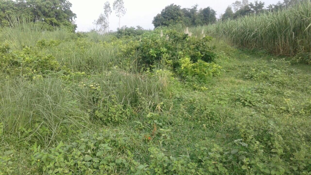 कब्रिस्तान की जमीन के विवाद को लेकर ग्रामीण परेशान, कब्रिस्तान खरपतवार के जंगल में तब्दील | New India Times