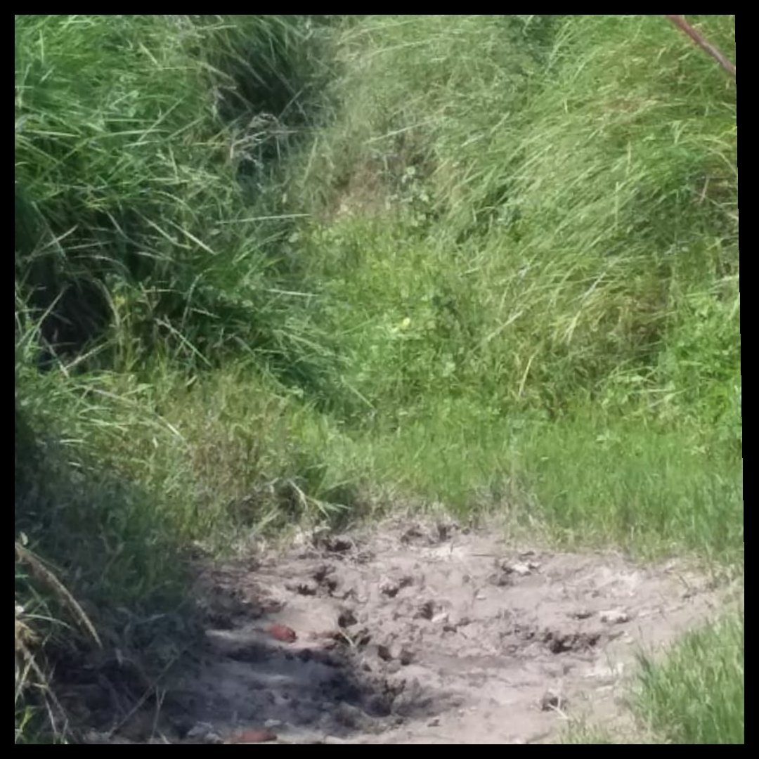 नहर की सफाई ना होने से नहीं मिला किसानों को बरसों से पानी, किसानों के दुगनी फसल का सरकारी दावा हो रहा है हवा हवाई | New India Times