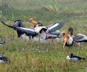 सोन चिरैया अभ्यारण के 86.74 वर्ग किलोमीटर एरिया को शीघ्रातिशीघ्र डी-नोटिफाइ किया जाए: चेम्बर ऑफ कॉमर्स | New India Times