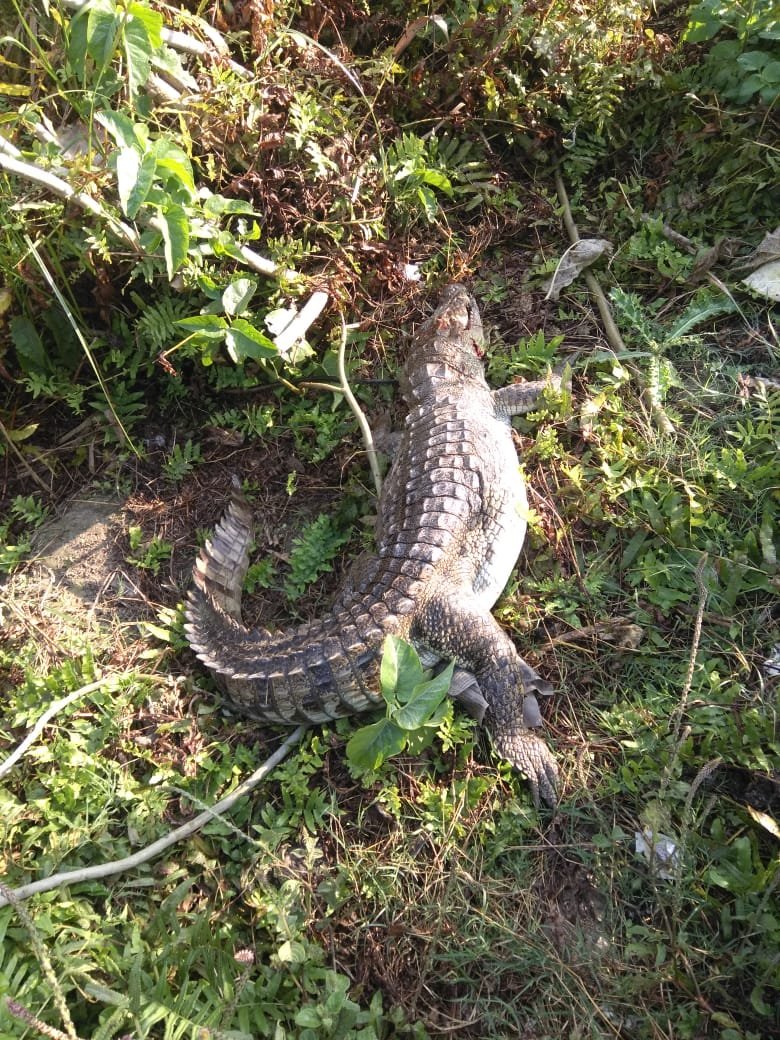 बम्हनपुर भट्टे के पास मिला मगरमच्छ का शव, वन विभाग की टीम ने मगरमच्छ को कब्जे में लेकर पोस्टमार्टम के लिए भेजा | New India Times