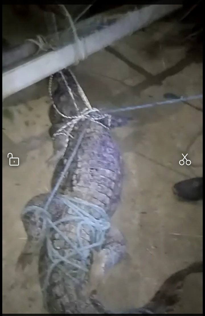 नदी से बाहर निकलकर ग्रामीण के घर में घुसा मगरमच्छ, मची आफरा तफरी | New India Times