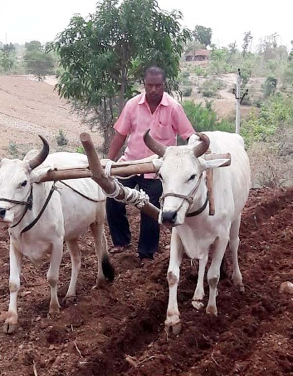 झाबुआ के निर्दलीय प्रत्याशी जेवियर मेडा का धुआंधार जनसंपर्क | New India Times