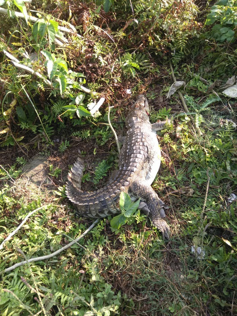 बम्हनपुर भट्टे के पास मिला मगरमच्छ का शव, वन विभाग की टीम ने मगरमच्छ को कब्जे में लेकर पोस्टमार्टम के लिए भेजा | New India Times