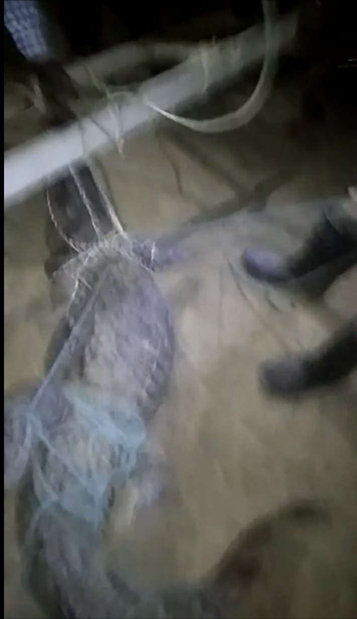 नदी से बाहर निकलकर ग्रामीण के घर में घुसा मगरमच्छ, मची आफरा तफरी | New India Times