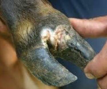 मवेशियों में अज्ञात बीमारी का प्रकोप, दर्द से तड़प रहे क्षेत्र के सेकड़ों मवेशी, पशु विभाग बना हुआ है उदासीन | New India Times