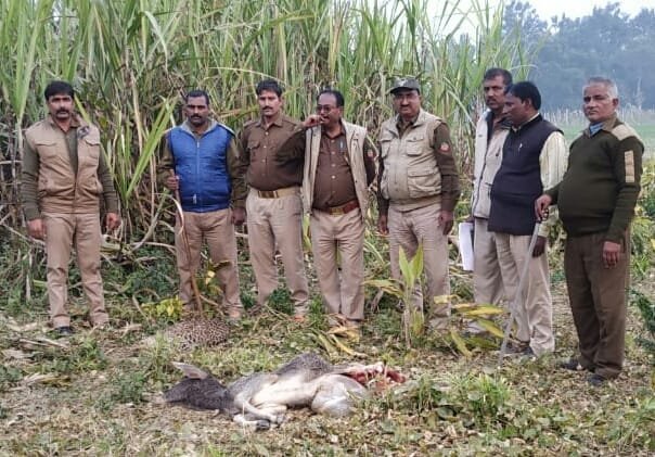 24 घण्टे में चीते (बाघ) ने बनाया दो तेंदुओं को निशाना | New India Times