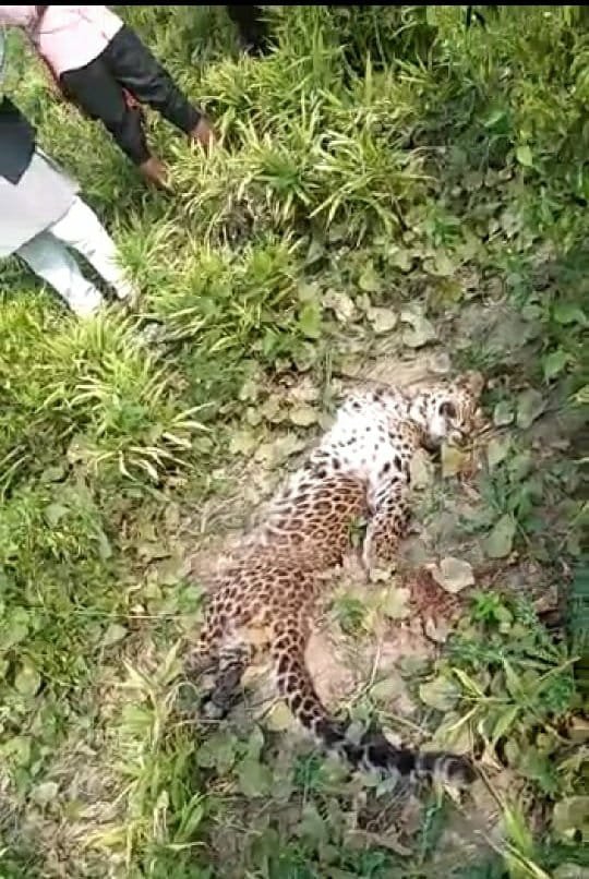 24 घण्टे में चीते (बाघ) ने बनाया दो तेंदुओं को निशाना | New India Times